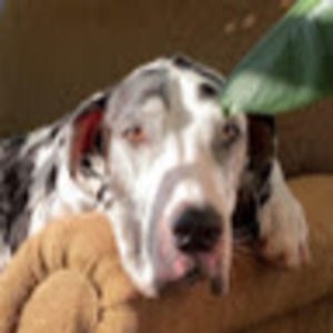 Meet your Posher, Jesse